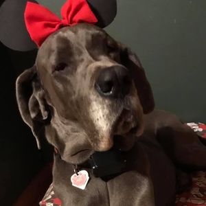 Meet your Posher, Dawn